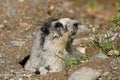 Hoary Marmot