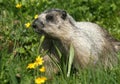 Hoary Marmot Royalty Free Stock Photo