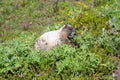 Hoary Marmot at Mount Rainier National Park eating lupin flowers Royalty Free Stock Photo