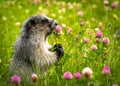 Hoary Marmot Eating Flower, Rocky Mountains Royalty Free Stock Photo