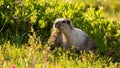 Hoary marmot eating Native flowers Royalty Free Stock Photo