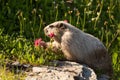 Hoary marmot eating pink Indian Paintbrush flowers Royalty Free Stock Photo