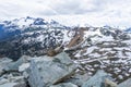 Hoary marmot enjoying the view on Whistler mountain Royalty Free Stock Photo