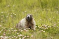 Hoary Marmot in a field with flowers Royalty Free Stock Photo