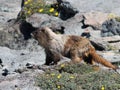 Hoary Marmot with Flowers Royalty Free Stock Photo