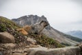 Hoary Marmot Royalty Free Stock Photo