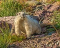 Hoary Marmot Glacier National Park Royalty Free Stock Photo