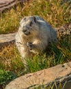 Hoary Marmot Glacier National Park Royalty Free Stock Photo