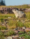 Hoary Marmot Glacier National Park Royalty Free Stock Photo