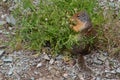 Hoary Marmot Having a Snack