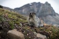 Hoary Marmot high in the mountains Royalty Free Stock Photo