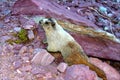 Hoary Marmot (Marmota caligata)