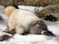 Hoary Marmot Cooling Off in Snow