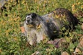 Hoary Marmot , Glacier National Park, USA Royalty Free Stock Photo