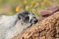 Hoary Marmot , Glacier National Park, USA Royalty Free Stock Photo