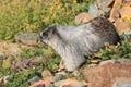 Hoary Marmot , Glacier National Park, USA Royalty Free Stock Photo