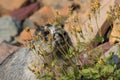 Hoary Marmot , Glacier National Park, USA Royalty Free Stock Photo