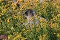 Hoary Marmot , Glacier National Park, USA Royalty Free Stock Photo