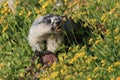 Hoary Marmot , Glacier National Park, USA Royalty Free Stock Photo