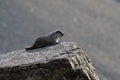 Hoary Marmot , Glacier National Park, USA Royalty Free Stock Photo