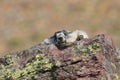 Hoary Marmot , Glacier National Park, USA Royalty Free Stock Photo