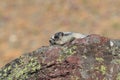 Hoary Marmot , Glacier National Park, USA Royalty Free Stock Photo