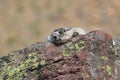 Hoary Marmot , Glacier National Park, USA Royalty Free Stock Photo