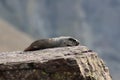 Hoary Marmot , Glacier National Park, USA Royalty Free Stock Photo