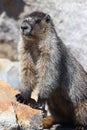 Marmot in Jasper National Park in the Canadian Rockies Royalty Free Stock Photo