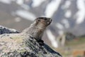 Marmot in Jasper National Park in the Canadian Rockies Royalty Free Stock Photo