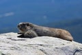 Marmot in Jasper National Park in the Canadian Rockies Royalty Free Stock Photo