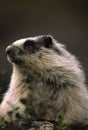 Hoary Marmot Portrait Royalty Free Stock Photo