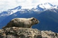 Hoary Marmot Profile Royalty Free Stock Photo