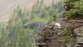 Hoary Marmot on a rocky ledge with mountain slope in background