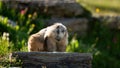 A hoary marmot scratches an itch while sitting in an alpine meadow Royalty Free Stock Photo