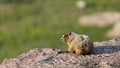 Hoary Marmot on a limestone ledge with alpine meadow in the background Royalty Free Stock Photo