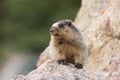 A hoary marmot sitting on a boulder in the Canadian Rockies