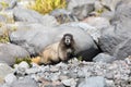 A hoary marmot sitting in front of its den in Mt Rainier National Park staring at the camera Royalty Free Stock Photo