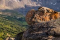 A Hoary Marmot soaks up the sun on one of the Bald Hills peaks i Royalty Free Stock Photo