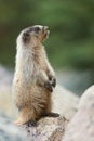 A hoary marmot standing on hind legs in the Canadian Rockies