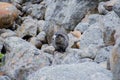 Hoary Marmots - Jasper National Park Royalty Free Stock Photo