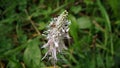 Hoary plantain in blossom