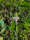 Hoary Plantain or Plantago media blossom in weed, macro, selective focus, shallow DOF