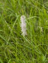 Hoary Plantain Plantago media blossom in weed, macro, selective focus, shallow DOF