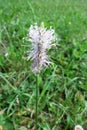 Hoary plantain (Plantago media)