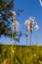 Hoary Plantain - Plantago media Open and closed flower spikes