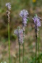 Hoary Plantain - Plantago media Open and closed flower spikes