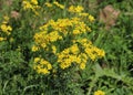 Hoary ragwort