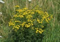 Hoary ragwort