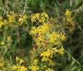 Hoary ragwort Royalty Free Stock Photo